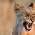 Lion close-up.jpg