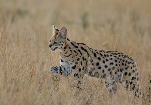 Serval in the Mara