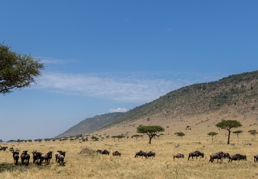 Migration in the plains of the mara