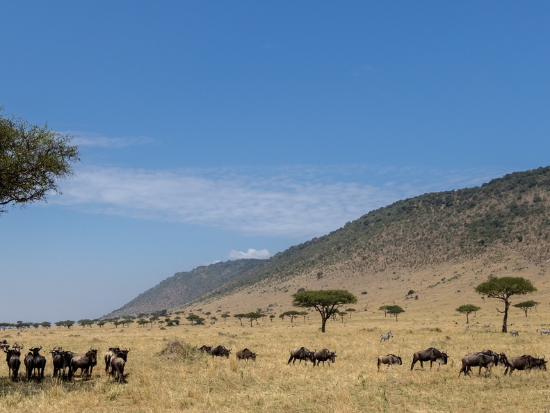 Migration in the plains of the mara