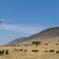 Migration in the plains of the mara.jpg