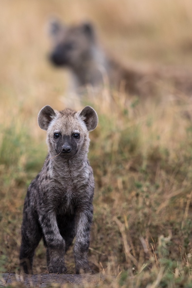 Young hyena.jpg