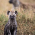 Young hyena.jpg