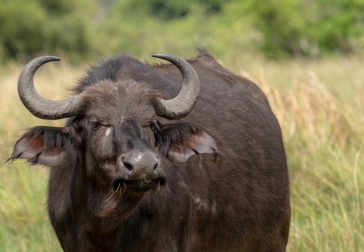 African buffalo stare