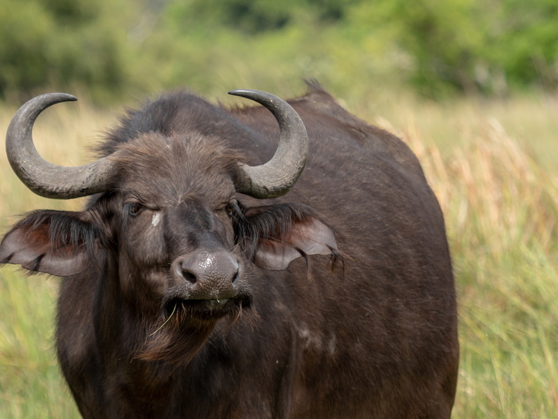 African buffalo stare