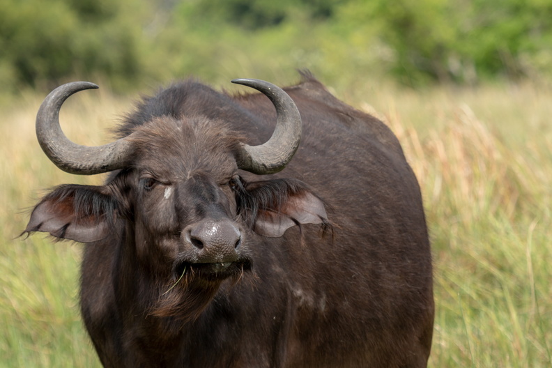 African buffalo stare.jpg