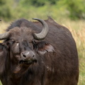 African buffalo stare.jpg