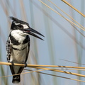 Pied Kingfisher in the reeds