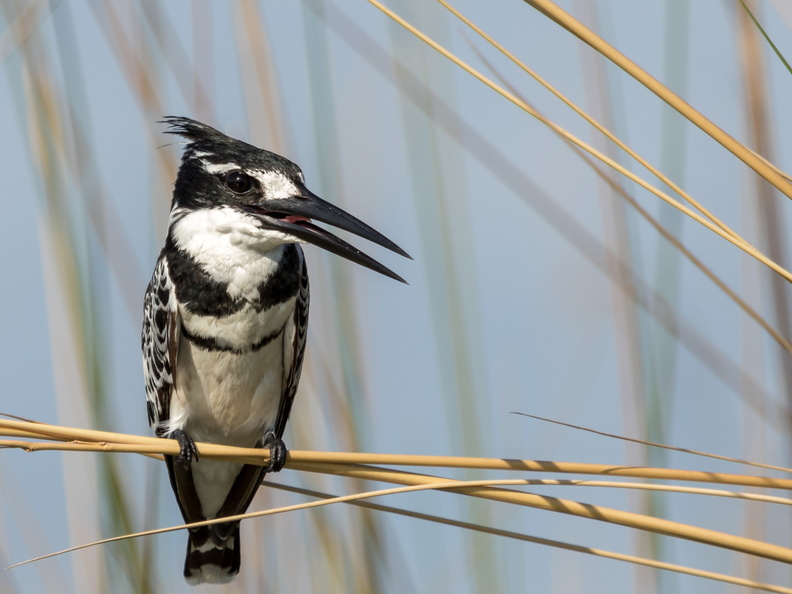 Pied Kingfisher in the reeds