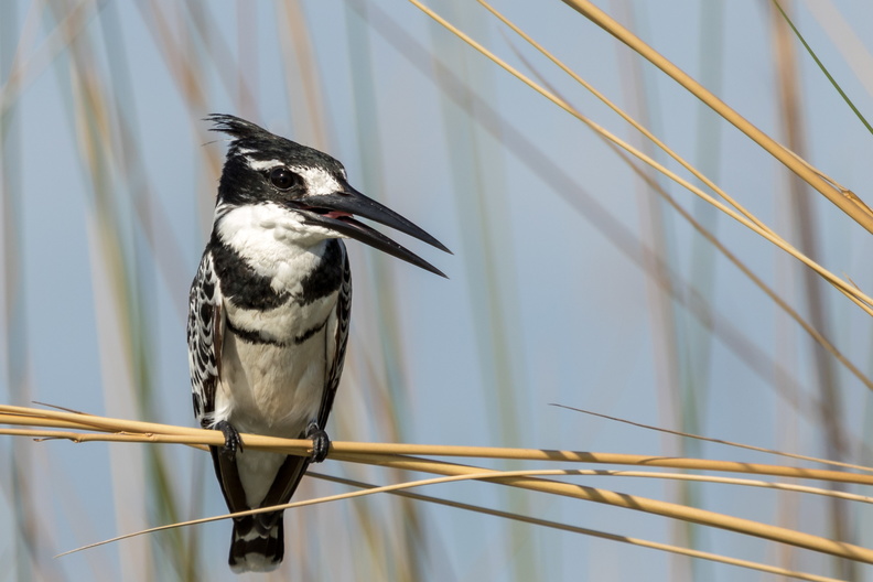 Pied Kingfisher in the reeds.jpg