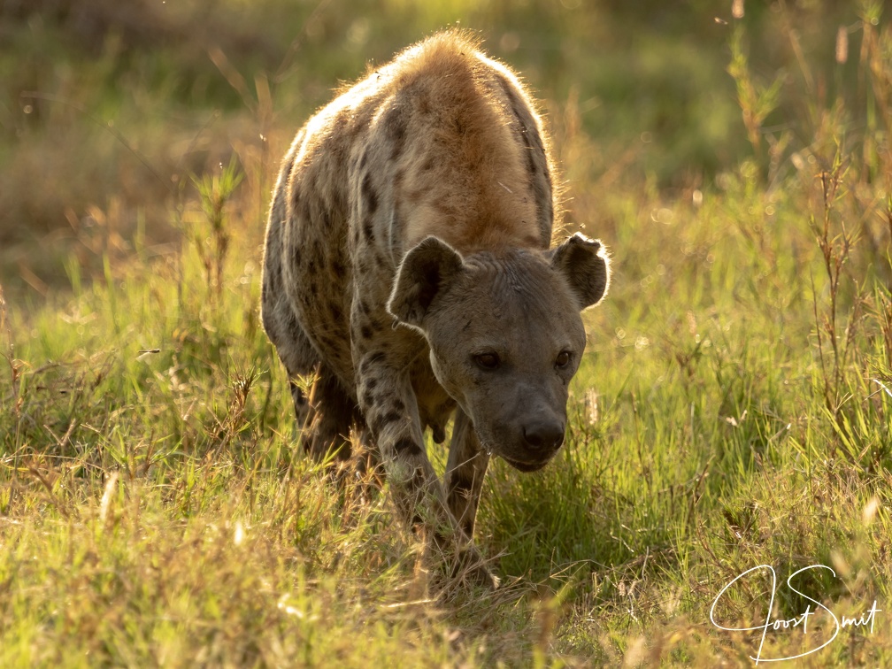 Hyena in the morning sun