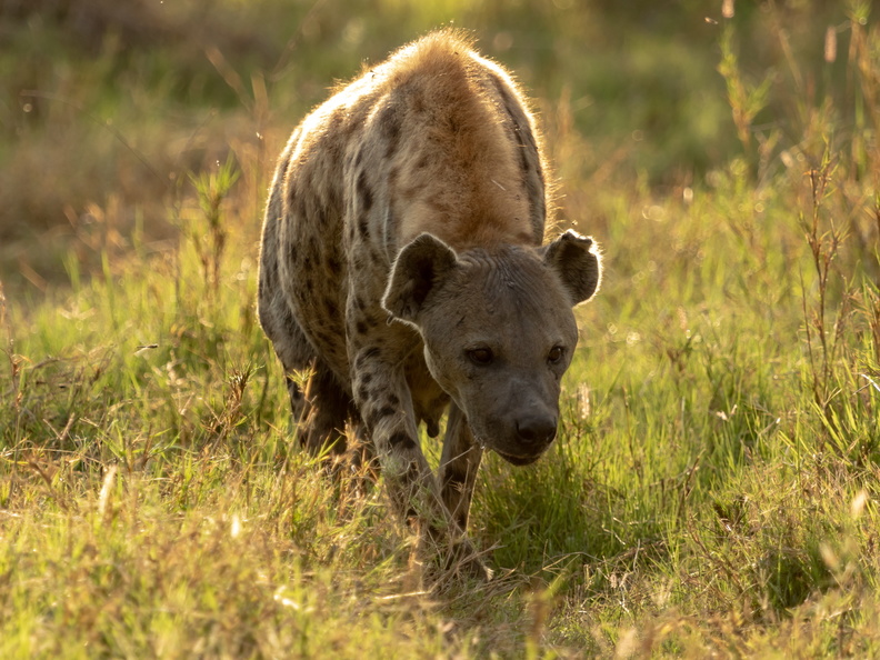 Hyena in the morning sun