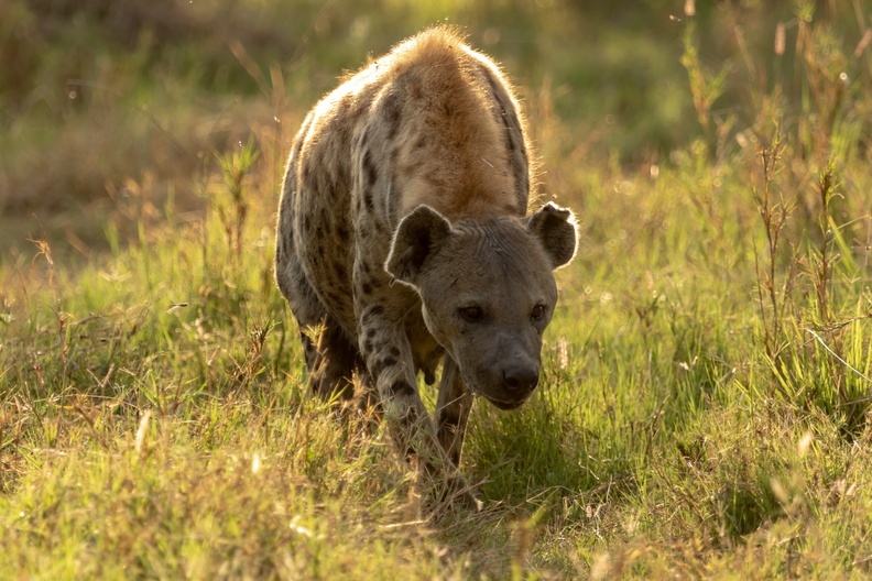 Hyena in the morning sun.jpg