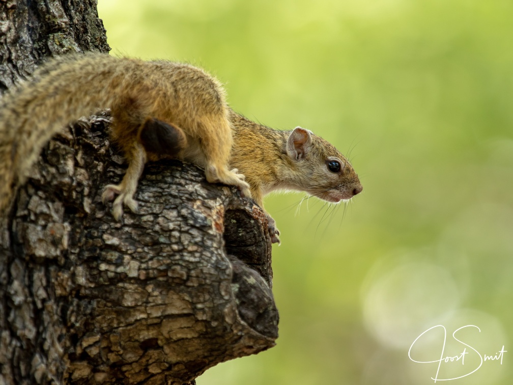 Tree squirrel in Moremi