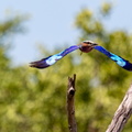 Lilac-breasted roller taking off