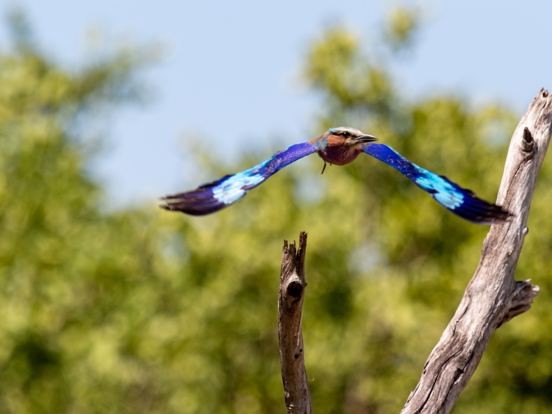 Lilac-breasted roller taking off