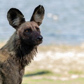 Wet Wild  Dog.jpg