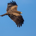 Yellow billed kite.jpg
