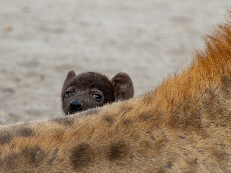 Hyena pup looking over mother's back