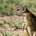Squirrel.jpg