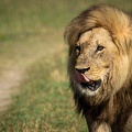 Male lion of the Marsh Pride in Savute