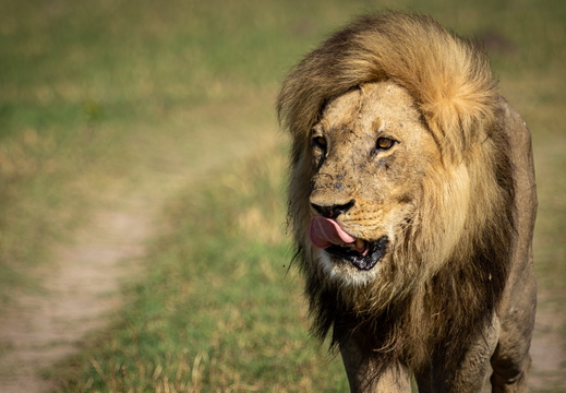 Male lion of the Marsh Pride in Savute