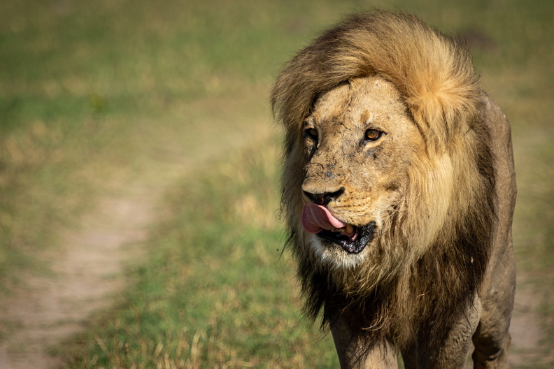 Male lion of the Marsh Pride in Savute.jpg
