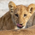 Lion cub looking of mothers back
