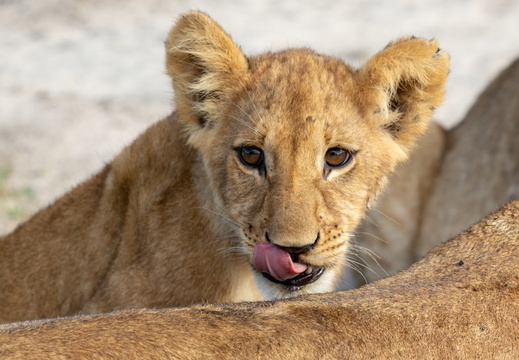 Lion cub looking of mothers back