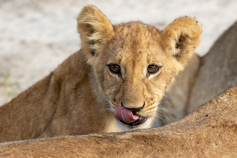 Lion cub looking of mothers back.jpg