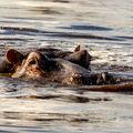 Hippo_.jpg
