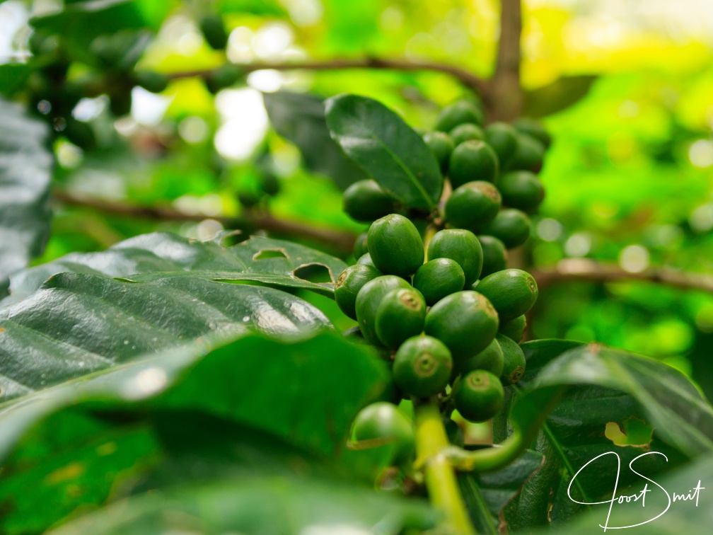 Coffee beans growing