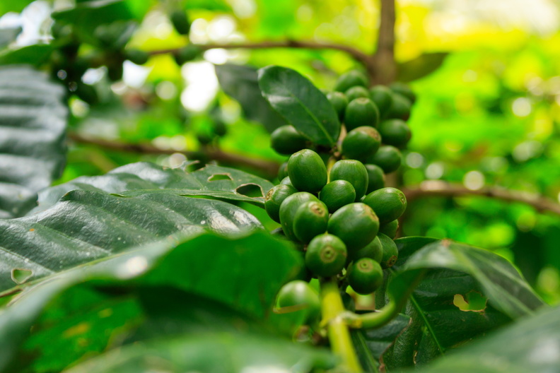 Coffee beans growing.jpg