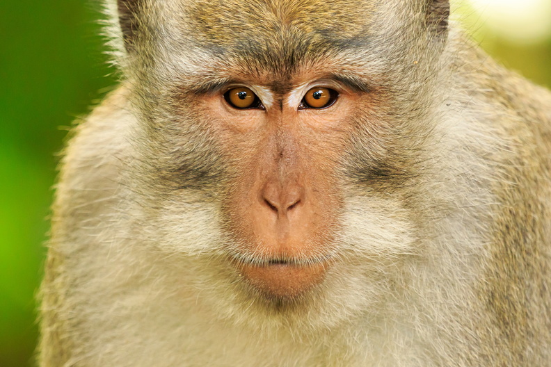 Staring in to the camera - Monkey Forest, Ubud.jpg