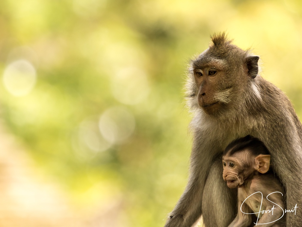 Crab-eating macaque with baby