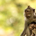 Crab-eating macaque with baby.jpg