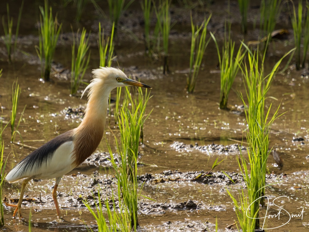 Javan Pond Heron in a rice field