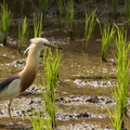 Javan Pond Heron in a rice field