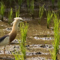 Javan Pond Heron in a rice field.jpg