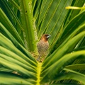 Scaly-breasted Munia in a Palm-tree