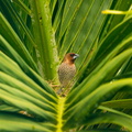 Scaly-breasted Munia in a Palm-tree.jpg