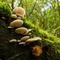 Paddestoelen in het bos.jpg