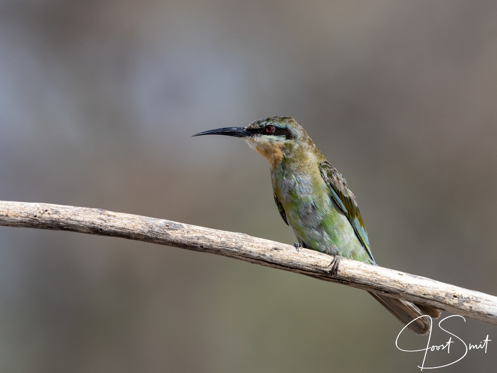 Blue-cheeked bee-eater sitting on a branch