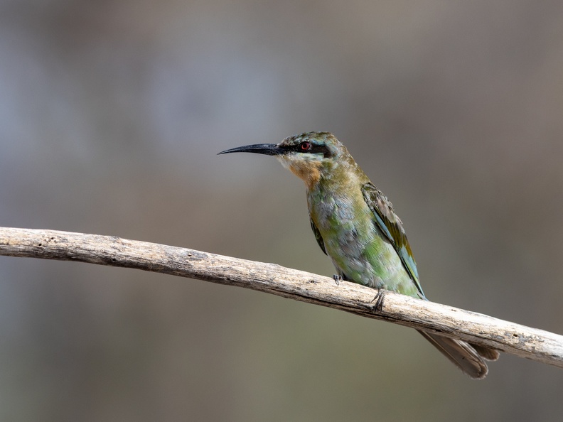 Blue-cheeked bee-eater sitting on a branch