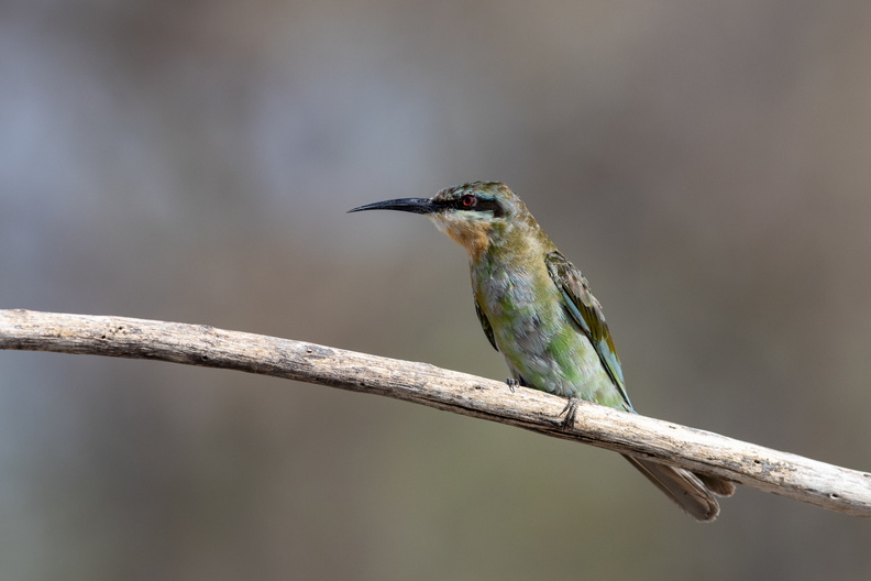 Blue-cheeked bee-eater sitting on a branch.jpg