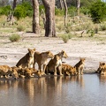 Pride of Lions drinking water