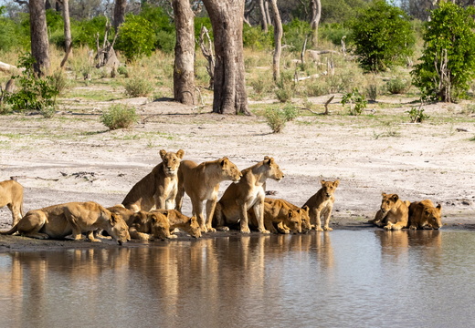 Pride of Lions drinking water