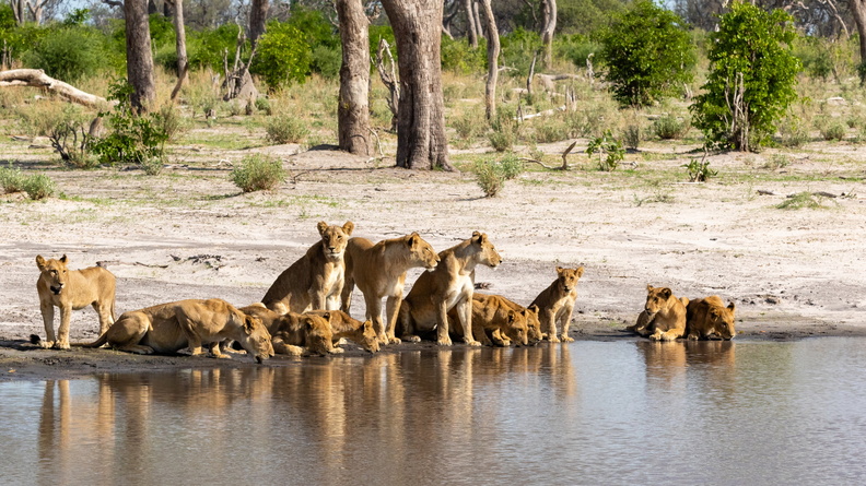 Pride of Lions drinking water.jpg