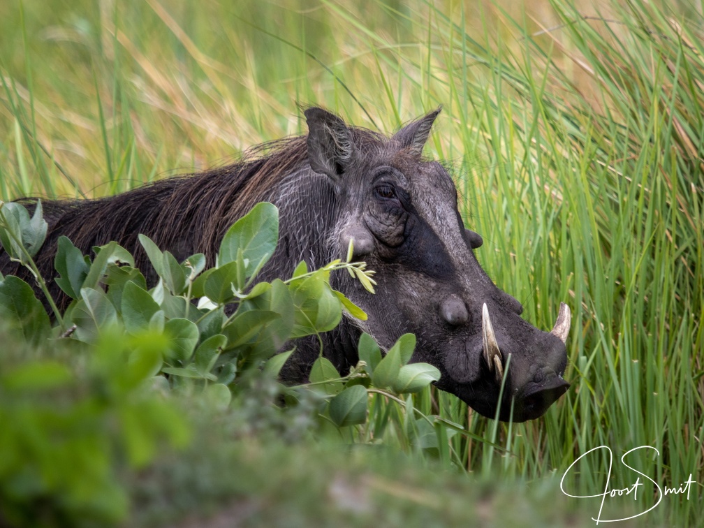 Warthog hiding in the grass