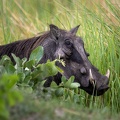 Warthog hiding in the grass